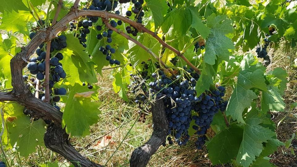Agroturizem Hotel Vila Franceze Koman エクステリア 写真